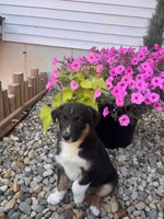 Lester, a male Australian Cattle Dog and Australian Shepherd for sale in Burlington, MI – 5 of 5