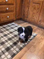Ritchie , a male Bernese Mountain Dog for sale in Burlington, MI – 3 of 4