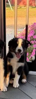 Arthur, a male Australian Shepherd for sale in Burlington, MI – Photo 3 of 5