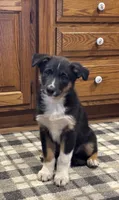 Lester, a male Australian Cattle Dog and Australian Shepherd for sale in Burlington, MI – 4 of 5