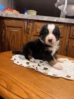 Milo, a male Bernese Mountain Dog for sale in Burlington, MI – Photo 3 of 3