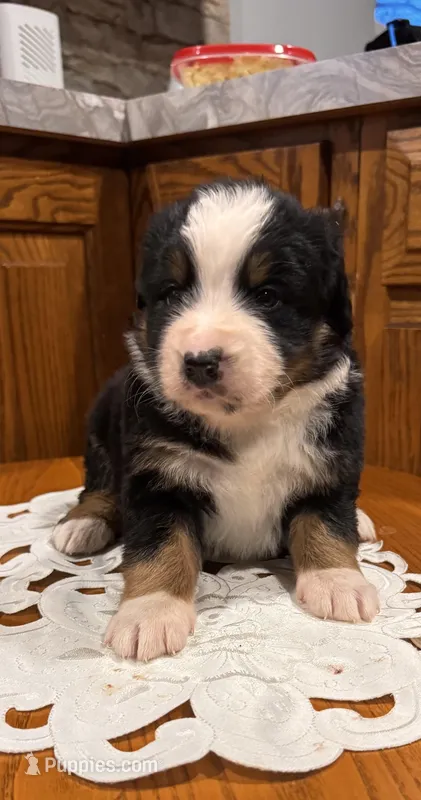 Milo, a male Bernese Mountain Dog for sale in Burlington, MI – Photo 1 of 3