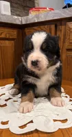 Milo, a male Bernese Mountain Dog for sale in Burlington, MI – Photo 1 of 3