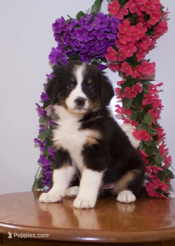 Milo – Bernese Mountain Dog puppy for sale in Burlington, MI