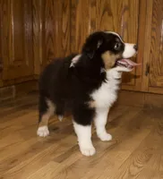 Charlie, a male Australian Shepherd for sale in Burlington, MI – Photo 3 of 8