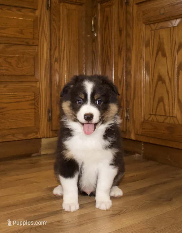 Charlie – Australian Shepherd puppy for sale in Burlington, MI