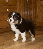 Charlie, a male Australian Shepherd for sale in Burlington, MI – Photo 5 of 8