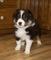 Charlie, a male Australian Shepherd for sale in Burlington, MI – Photo 2 of 8