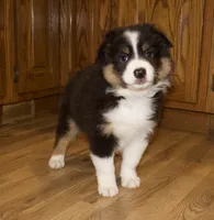 Charlie, a male Australian Shepherd for sale in Burlington, MI – Photo 4 of 8