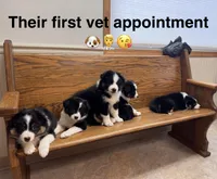 Charlie, a male Australian Shepherd for sale in Burlington, MI – Photo 7 of 8