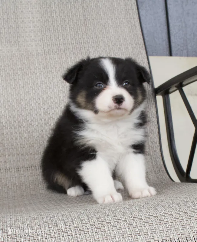 Charlie – Australian Shepherd puppy for sale in Burlington, MI