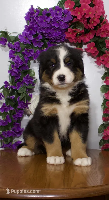 Shana  – Bernese Mountain Dog puppy for sale in Burlington, MI