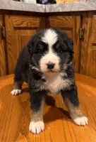 Shana , a female Bernese Mountain Dog for sale in Burlington, MI – Photo 3 of 3