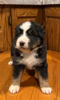 Lila, a female Bernese Mountain Dog for sale in Burlington, MI – Photo 1 of 3