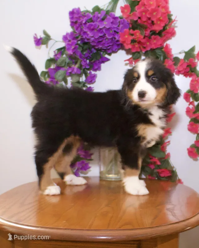 Lila – Bernese Mountain Dog puppy for sale in Burlington, MI