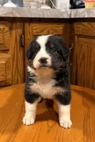 Lila, a female Bernese Mountain Dog for sale in Burlington, MI – Photo 2 of 3