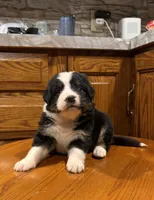Lila, a female Bernese Mountain Dog for sale in Burlington, MI – Photo 3 of 3