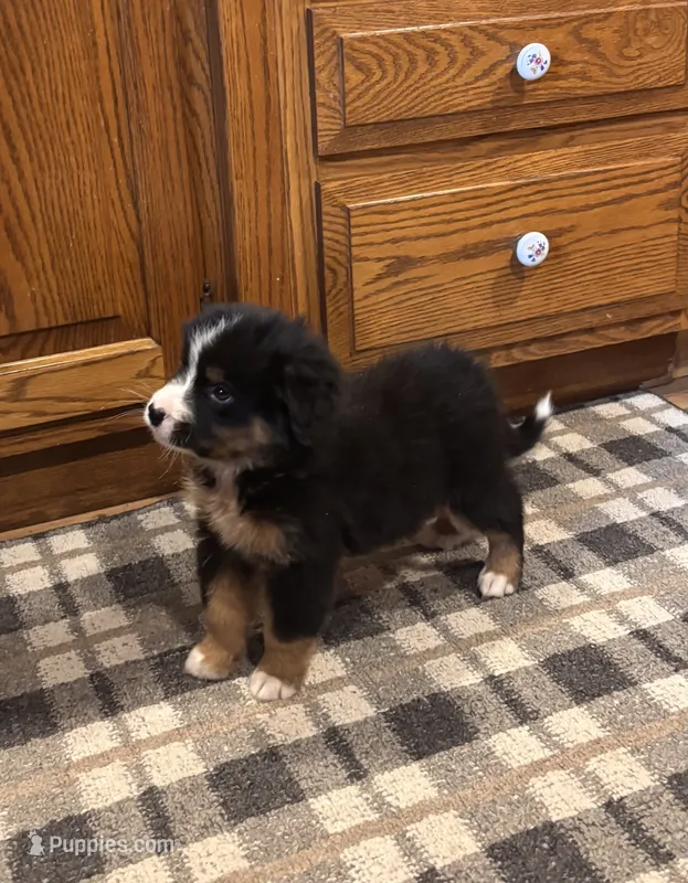 Aden  – Bernese Mountain Dog puppy for sale in Burlington, MI