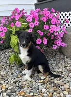 Lester, a male Australian Cattle Dog and Australian Shepherd for sale in Burlington, MI – 3 of 5