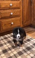 Aden , a male Bernese Mountain Dog for sale in Burlington, MI – 4 of 5