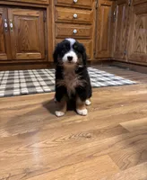 Ritchie , a male Bernese Mountain Dog for sale in Burlington, MI – 2 of 4