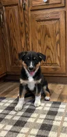 Henry , a male Australian Cattle Dog and Australian Shepherd for sale in Burlington, MI – 5 of 6