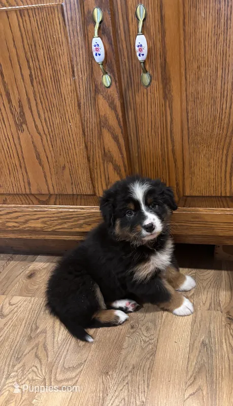 Shana  – Bernese Mountain Dog puppy for sale in Burlington, MI