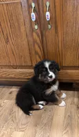 Shana , a female Bernese Mountain Dog for sale in Burlington, MI – 1 of 3