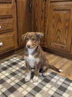 Arthur, a male Australian Cattle Dog and Australian Shepherd for sale in Burlington, MI – 3 of 5