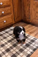 Ritchie , a male Bernese Mountain Dog for sale in Burlington, MI – 1 of 4
