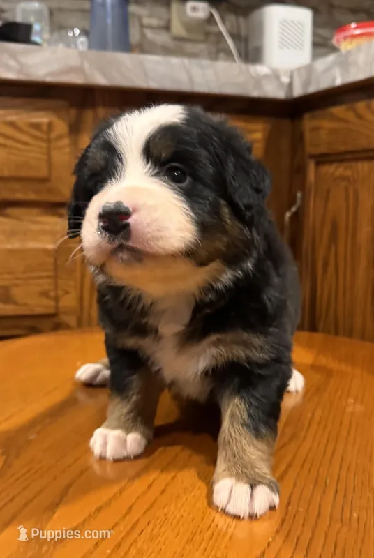 Dena, a female Bernese Mountain Dog for sale in Burlington, MI – Photo 1 of 3