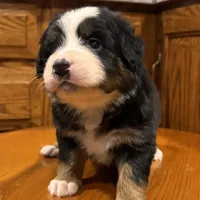 Dena, a female Bernese Mountain Dog for sale in Burlington, MI – Photo 2 of 4