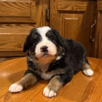 Dena, a female Bernese Mountain Dog for sale in Burlington, MI – Photo 4 of 4