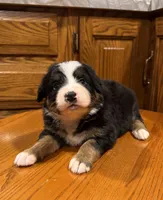 Dena, a female Bernese Mountain Dog for sale in Burlington, MI – Photo 3 of 3