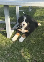 Dena, a female Bernese Mountain Dog for sale in Burlington, MI – Photo 1 of 4