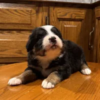 Dena, a female Bernese Mountain Dog for sale in Burlington, MI – Photo 3 of 4