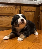 Dena, a female Bernese Mountain Dog for sale in Burlington, MI – Photo 2 of 3