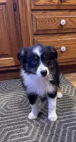 Penny, a female Australian Shepherd for sale in Burlington, MI – Photo 2 of 6