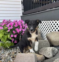 Lester, a male Australian Cattle Dog and Australian Shepherd for sale in Burlington, MI – 1 of 5