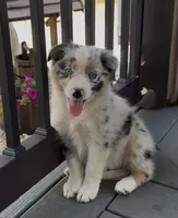 Missy, a female Australian Shepherd for sale in Burlington, MI – Photo 3 of 4