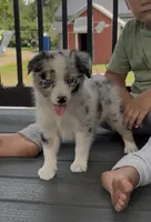 Missy, a female Australian Shepherd for sale in Burlington, MI – Photo 1 of 4