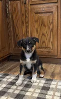 Henry , a male Australian Cattle Dog and Australian Shepherd for sale in Burlington, MI – 3 of 6