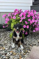 Henry , a male Australian Cattle Dog and Australian Shepherd for sale in Burlington, MI – 2 of 6