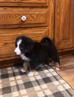 Mickey, a male Bernese Mountain Dog for sale in Burlington, MI – 2 of 4