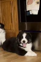 Max, a male Australian Shepherd for sale in Burlington, MI – Photo 3 of 7