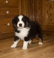 Max, a male Australian Shepherd for sale in Burlington, MI – Photo 2 of 7