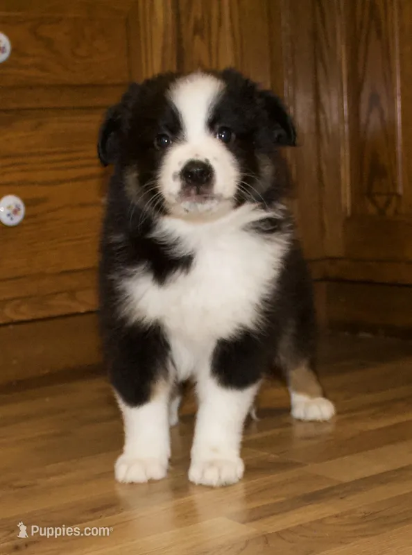 Max – Australian Shepherd puppy for sale in Burlington, MI