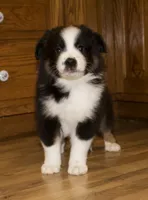 Max, a male Australian Shepherd for sale in Burlington, MI – Photo 1 of 7