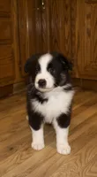 Max, a male Australian Shepherd for sale in Burlington, MI – Photo 4 of 7