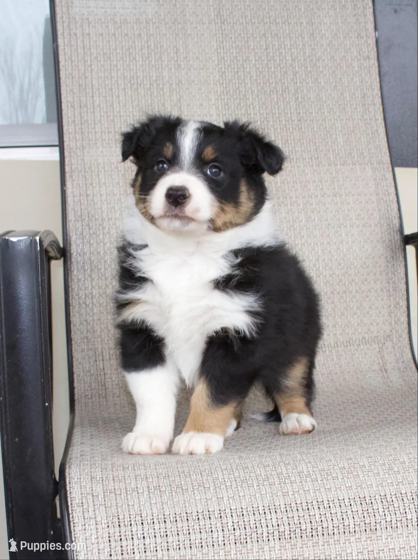 Cassidy – Australian Shepherd puppy for sale in Burlington, MI